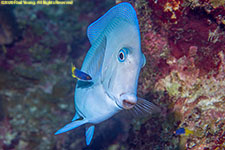 blue tang